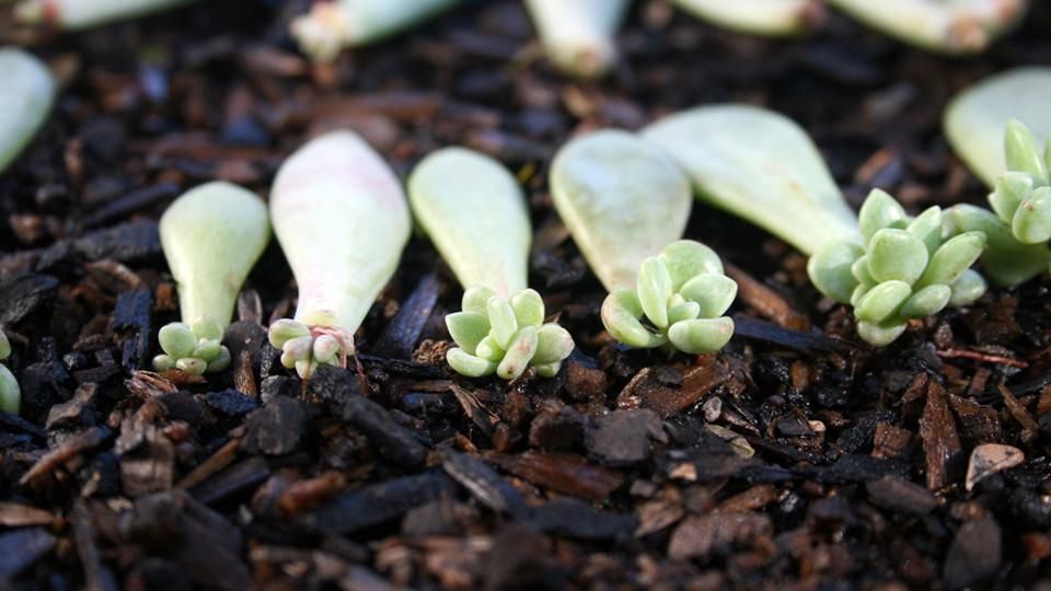 Cuttings 101: Multiply Your Garden