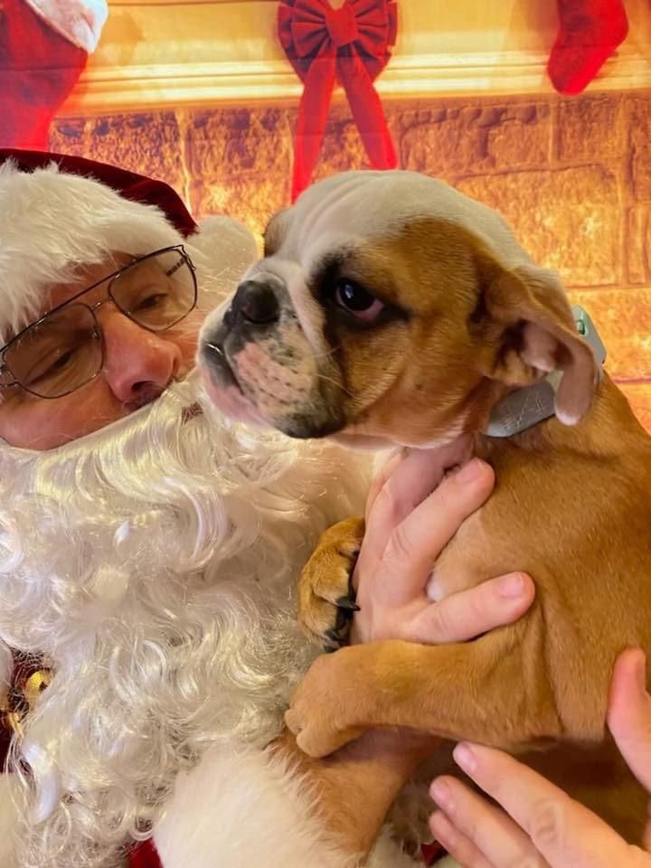 Pet Photos With Santa 