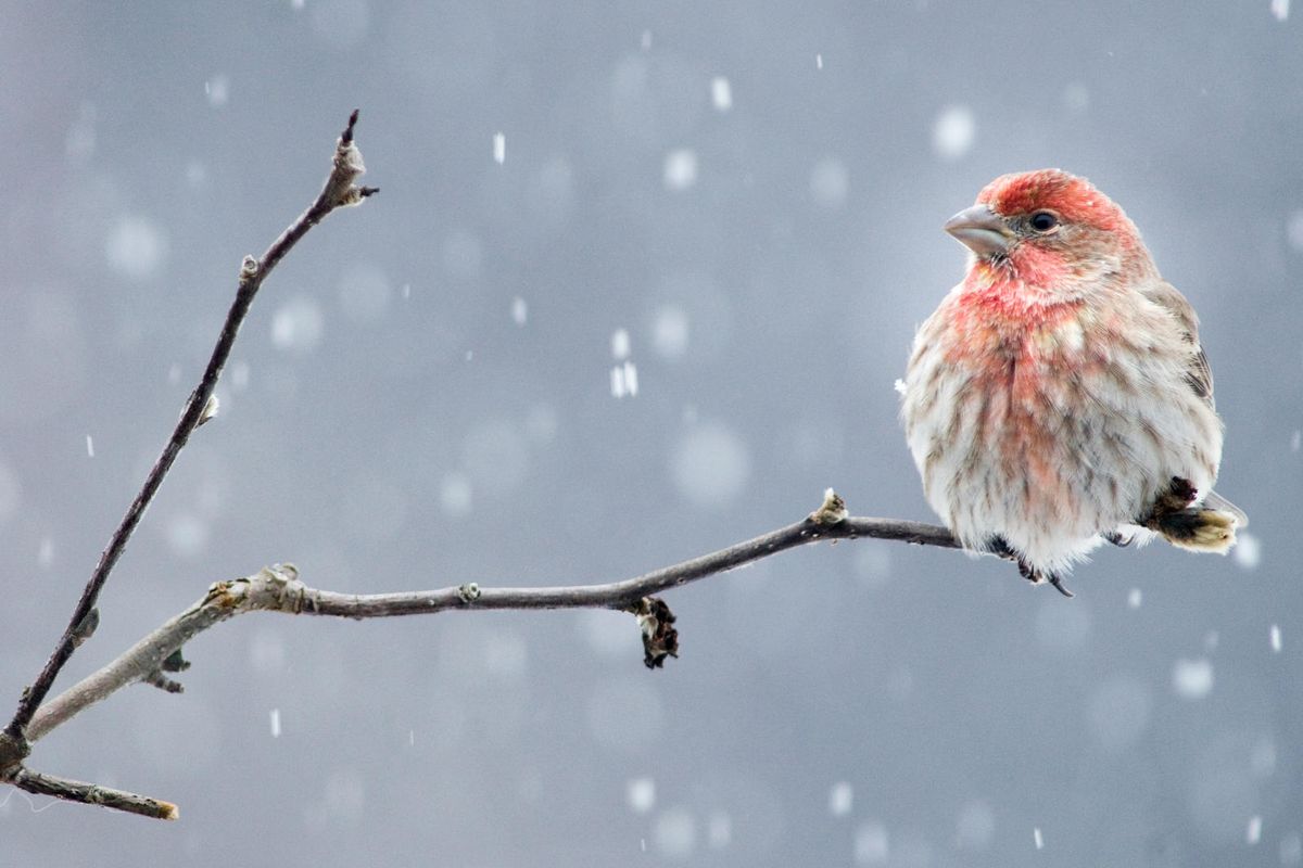 Wild Birds Unlimited Early Bird Walk