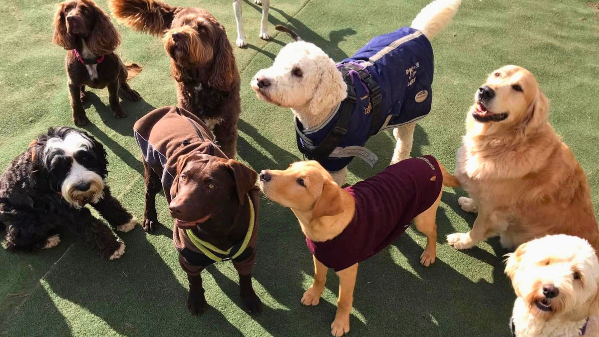 Open Day at SCDT Doggie Daycare