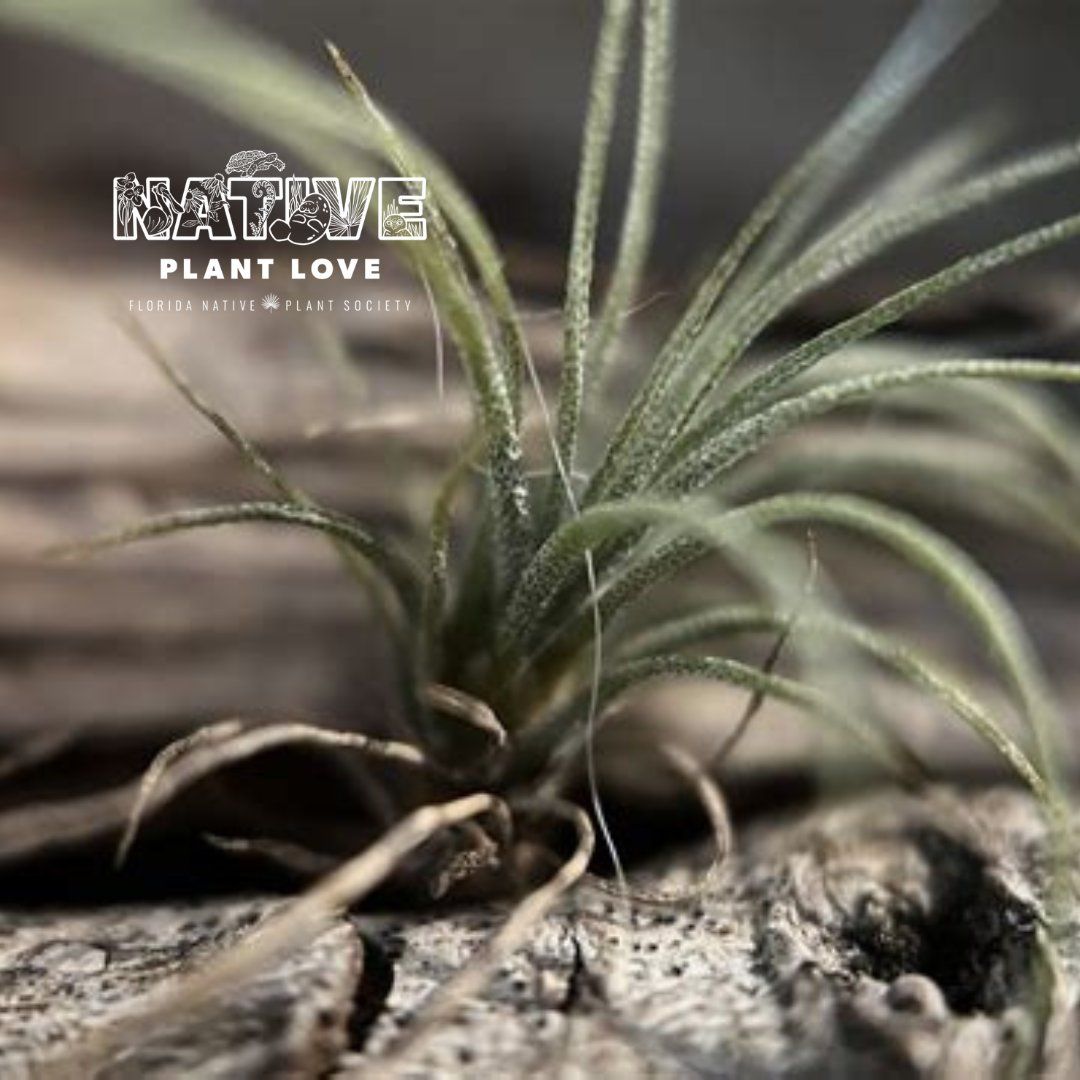 MONTHLY MEETING - FL NATIVE AIR PLANTS w\/ Emily Marois, UF\/ IFAS Urban Horticulture Extension Agent