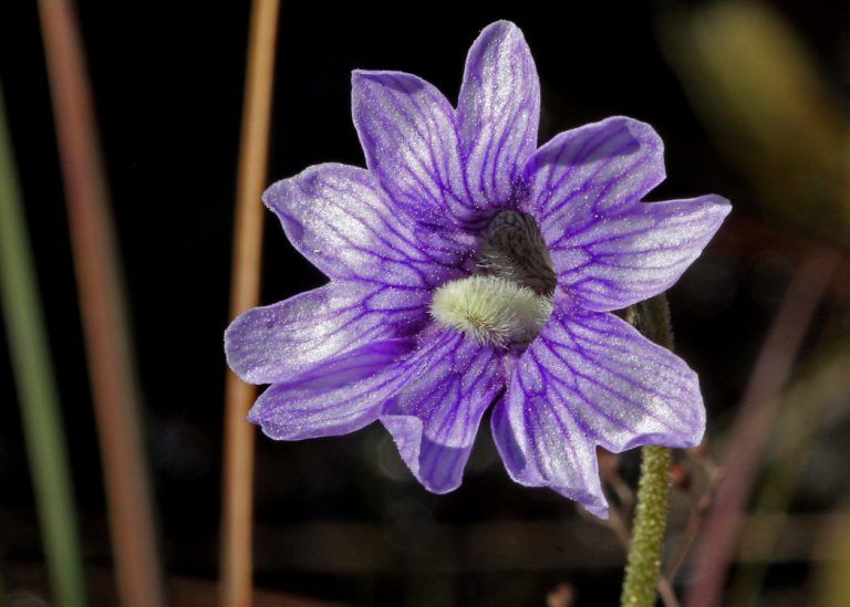 MONTHLY MEETING - Carnivorous Plants of Florida with Michael Manna, Scientist at SFWMD