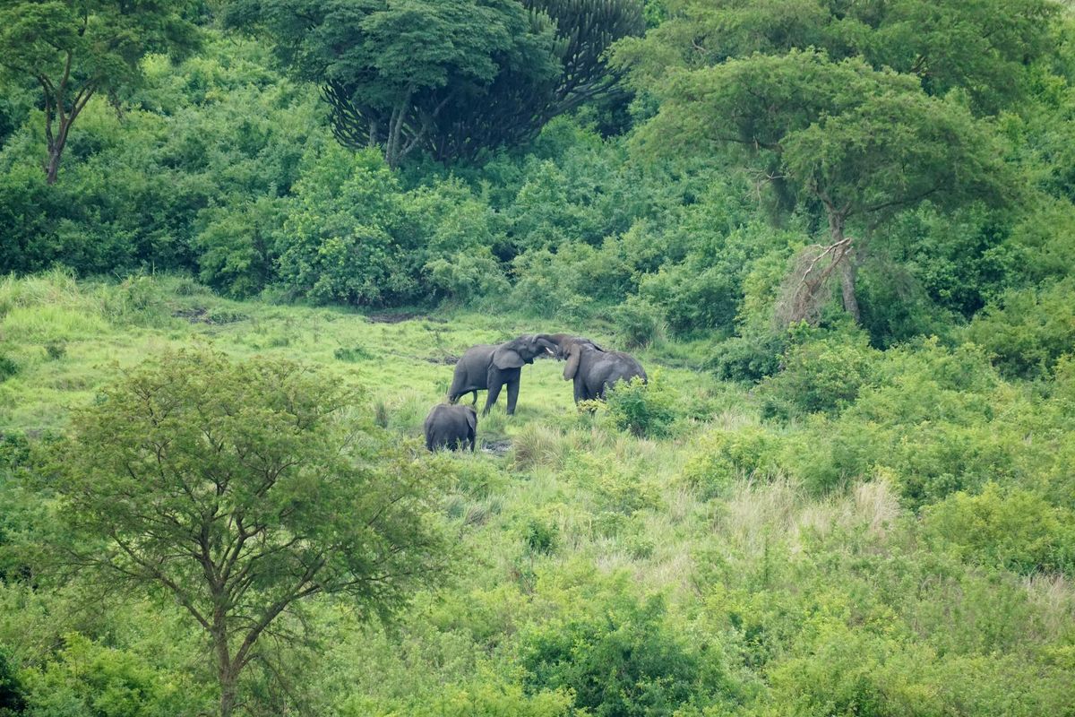 16 days Uganda \ud83c\uddfa\ud83c\uddec safari 