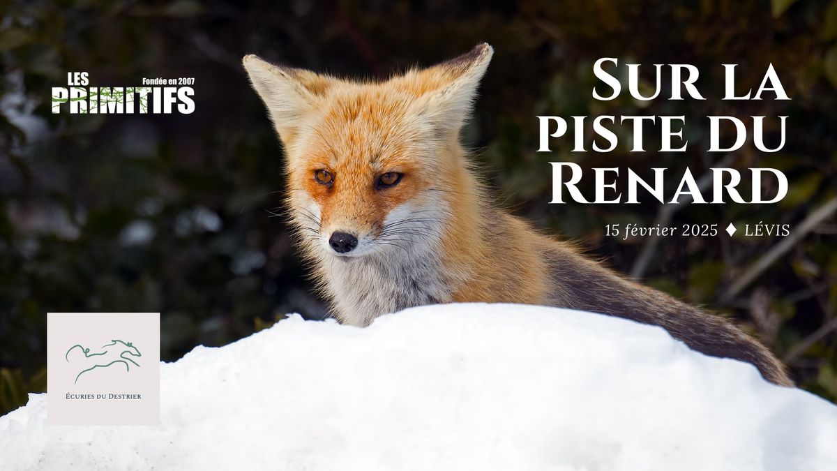 Sur la piste du renard \/\/ L\u00e9vis \/\/ 15 f\u00e9vrier 2025