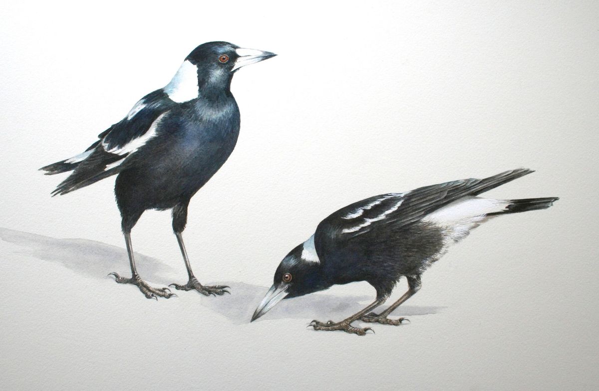 Australian Bird Series: Magpie in Watercolour, with Lesley Wallington 