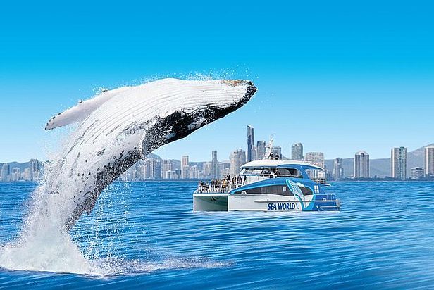 WHALE WATCHING CRUISE