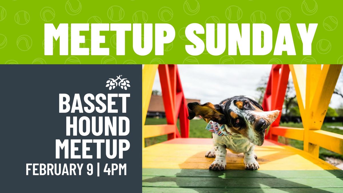 Basset Hound Meetup