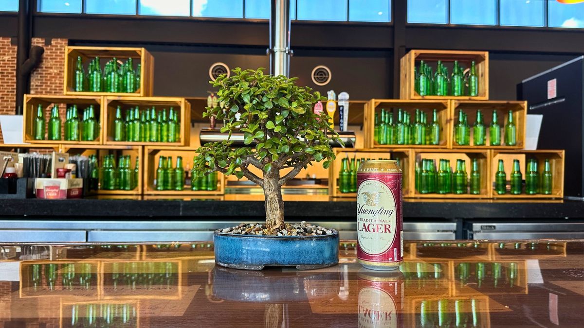 Bonsai & Brews at Yuengling Draft Haus Tampa