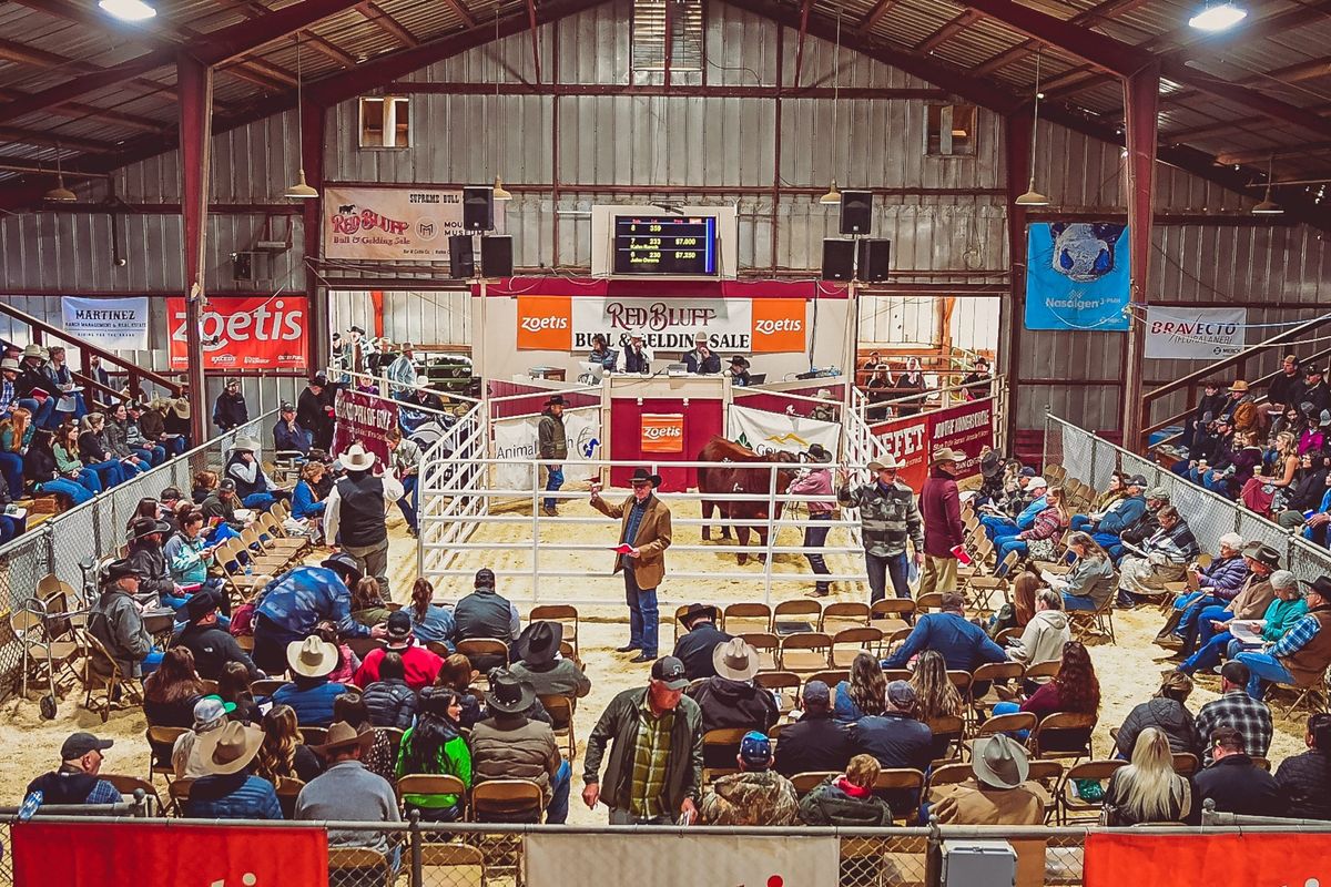 Vendor at Red Bluff Bull and Gelding Sale