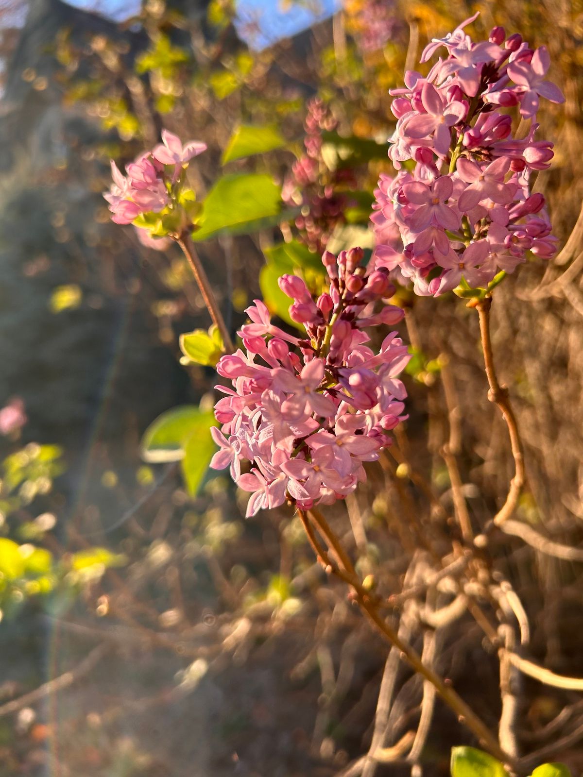 Awakening the Heart: 1\/2-Day Loving-Kindness Retreat