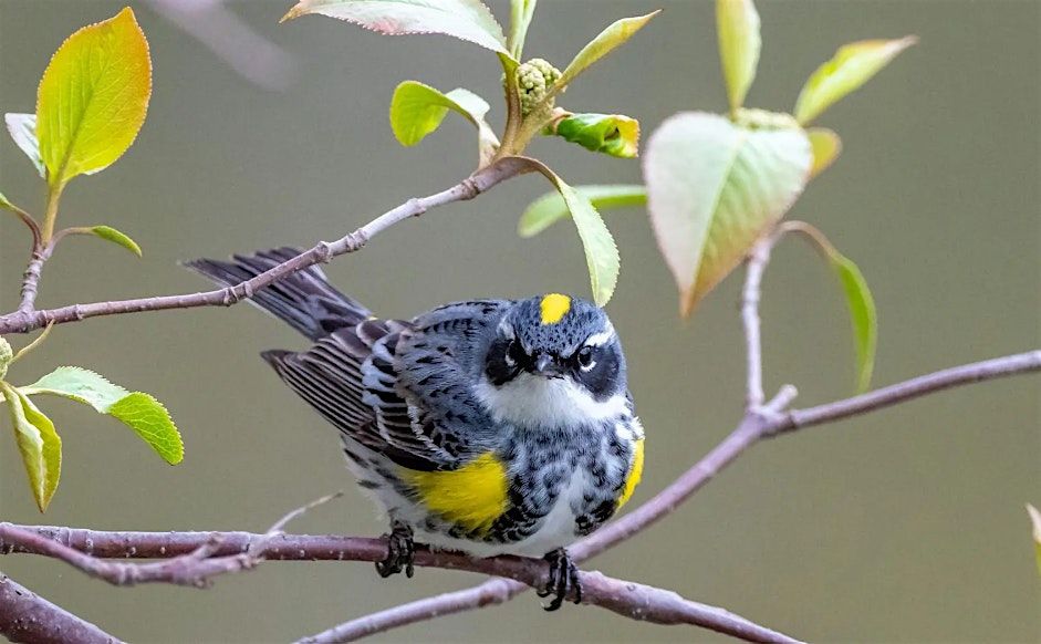 Workshop - Why Do Birds Migrate?