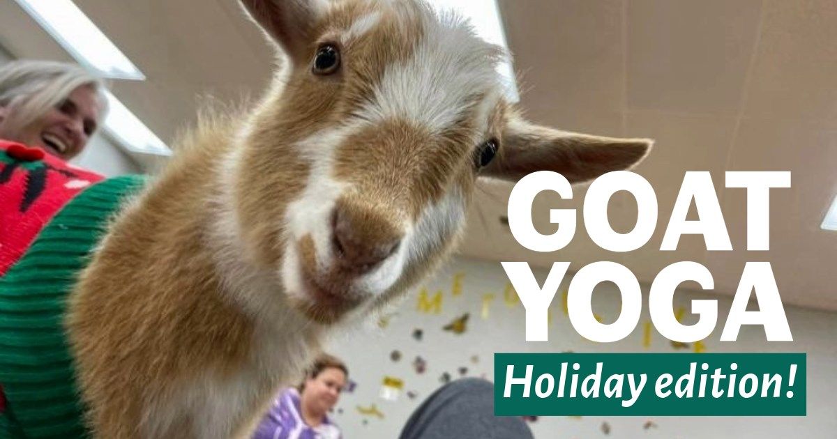 Goat Yoga: Holiday Edition!