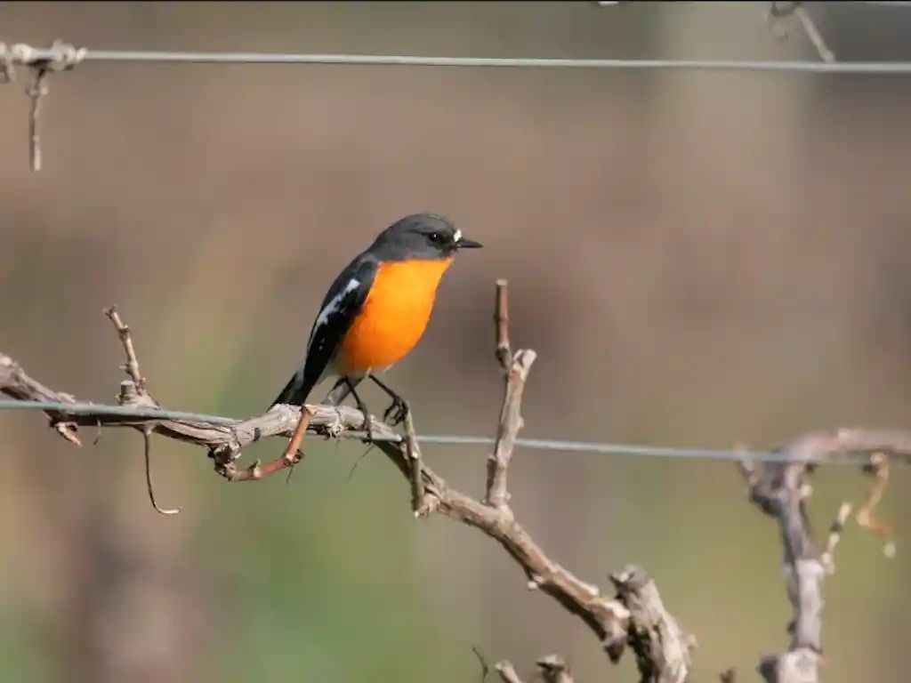 Birds on Farms: Yarra to Yea