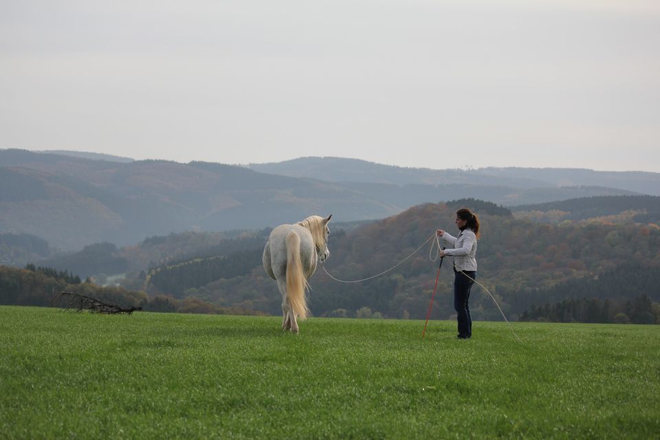 Parelli Natural Horsemanship Einsteiger-Kurs ( Level 1 )