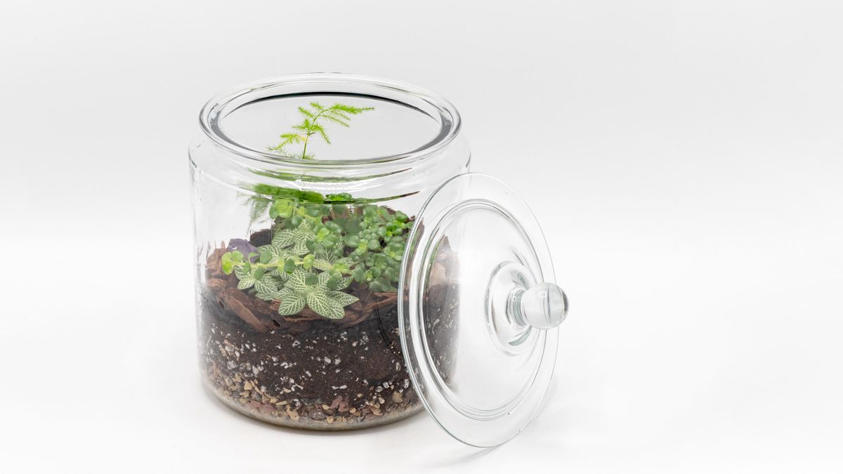 Tropical Terrarium Bar - BYO Vessel