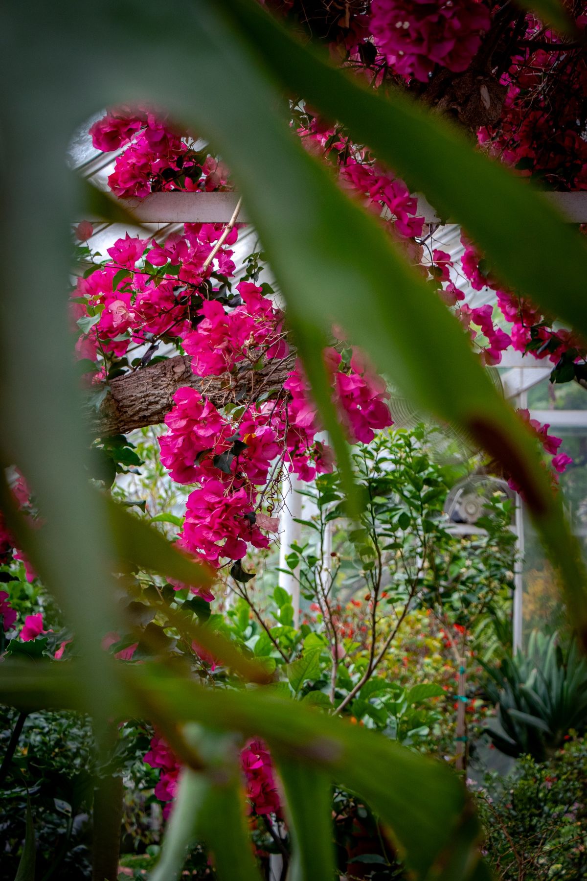 Historic Greenhouses Tour 