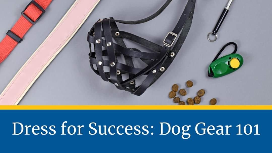 Dress for Success: Dog Gear 101 Workshop+ Webcast 