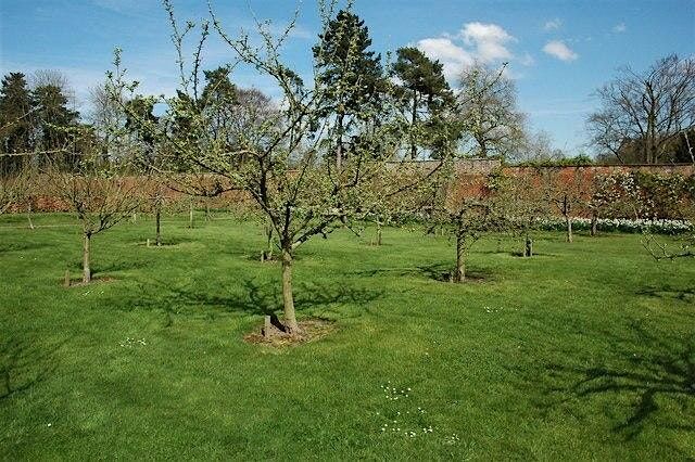 Summer Fruit Tree Pruning