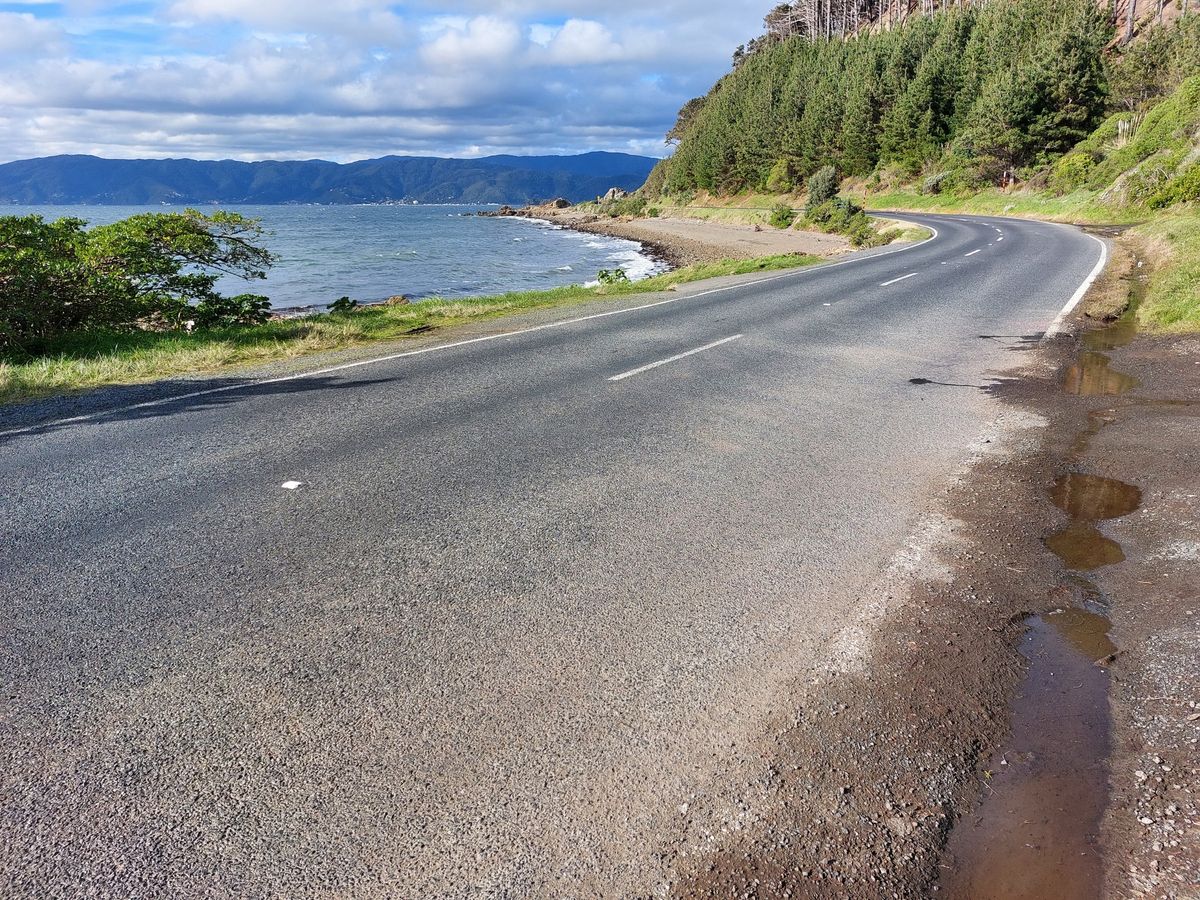 Shelly Bay Seal Sprint