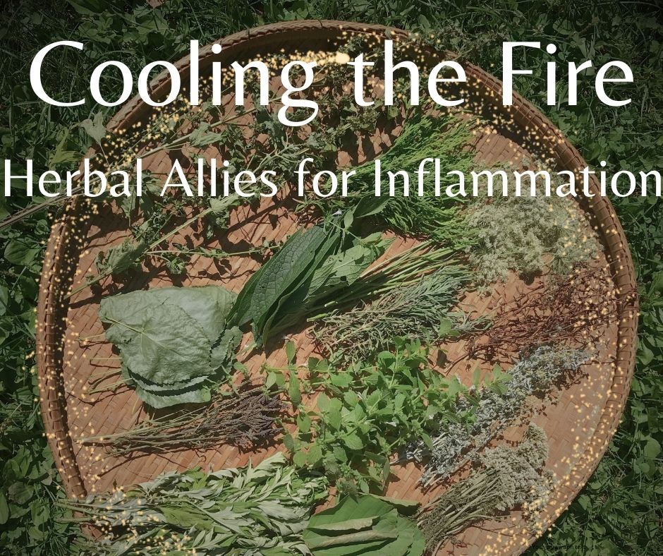 Cooling the Fire: Plant Allies for Inflammation