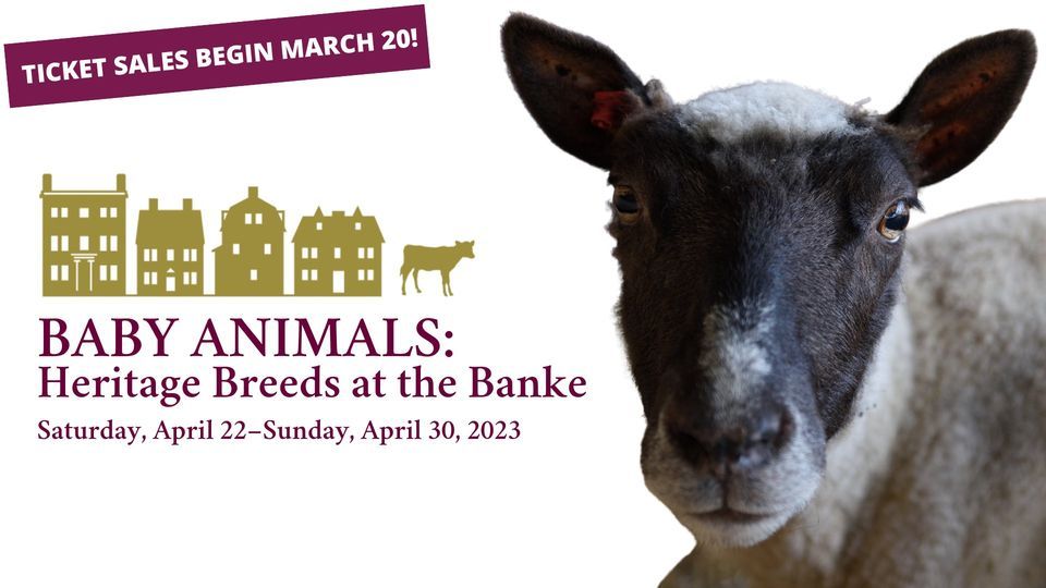 Baby Animals: Heritage Breeds at the Banke