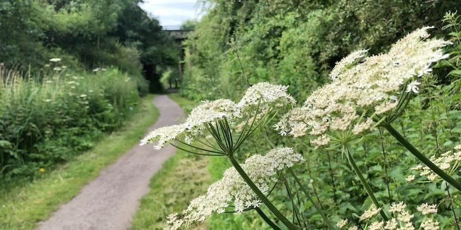 Happy Habitats - Middlewood Way Habitat Creation