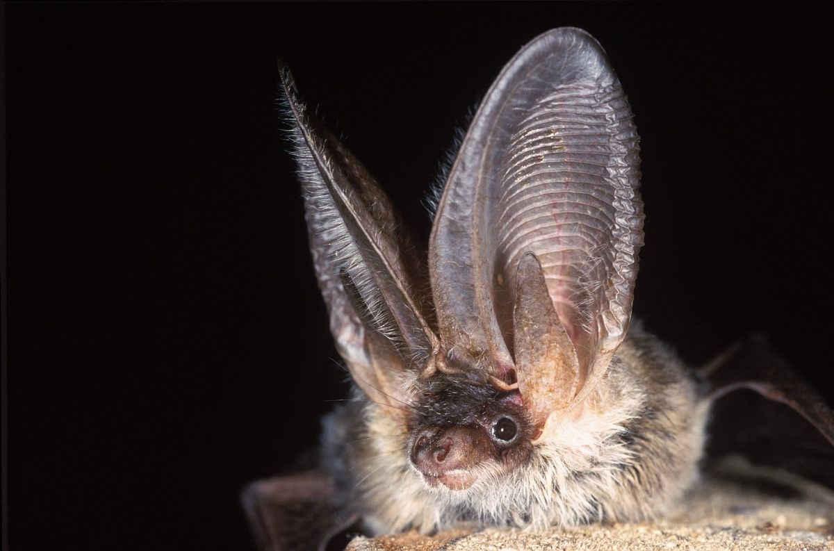 Ecology & life cycle of Grey Long-Eared Bats in the Channel Islands