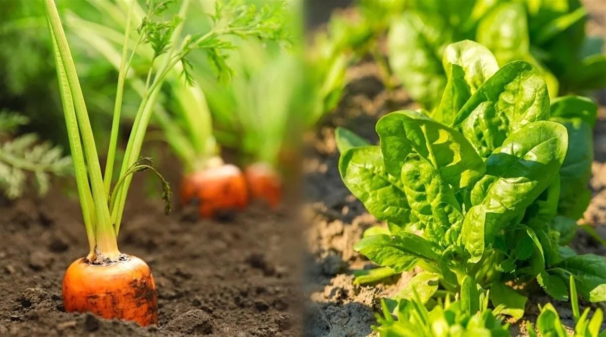 Building Bridges Garden Club: Pick Delicious Food You've Grown (workshop 5)