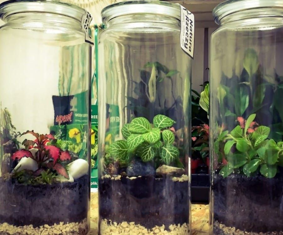 Make Your Own Terrarium Class! 