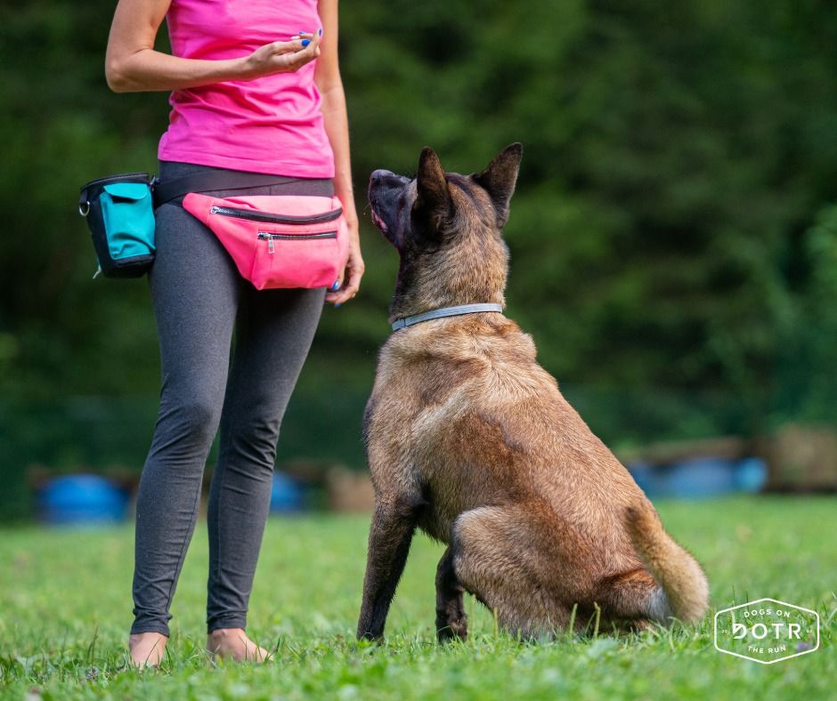 Dog Training with Debbie