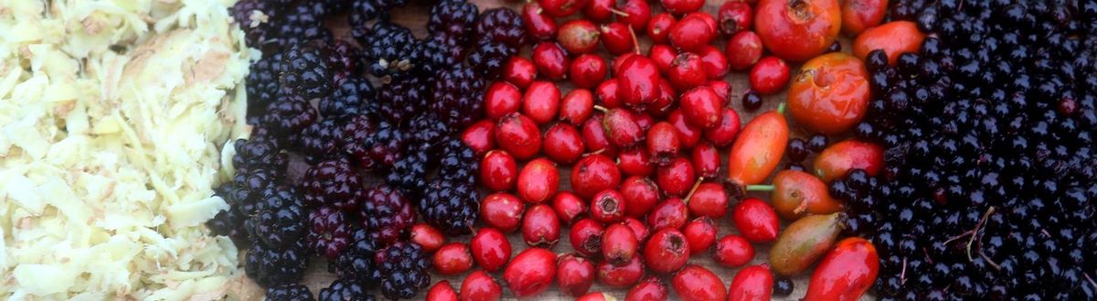 Hedgerow Medicine  for Autumn