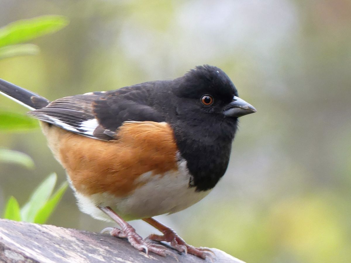 A Season Of Birding Lectures - Gardening Is For The Birds