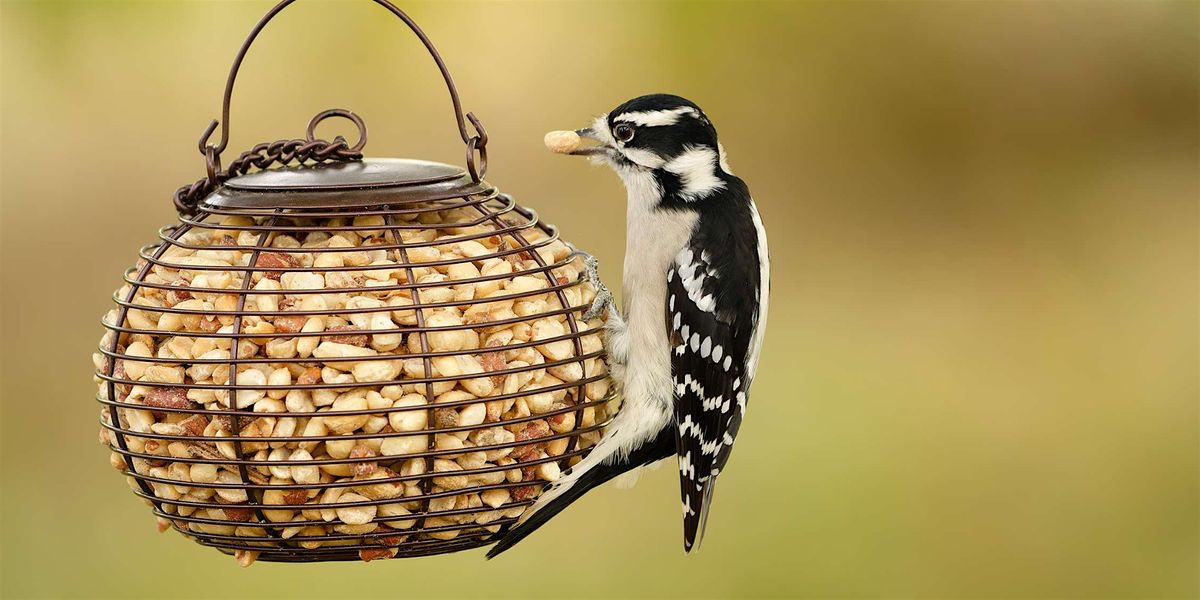 Drumming Up Some Color: Paint a Downy Woodpecker!