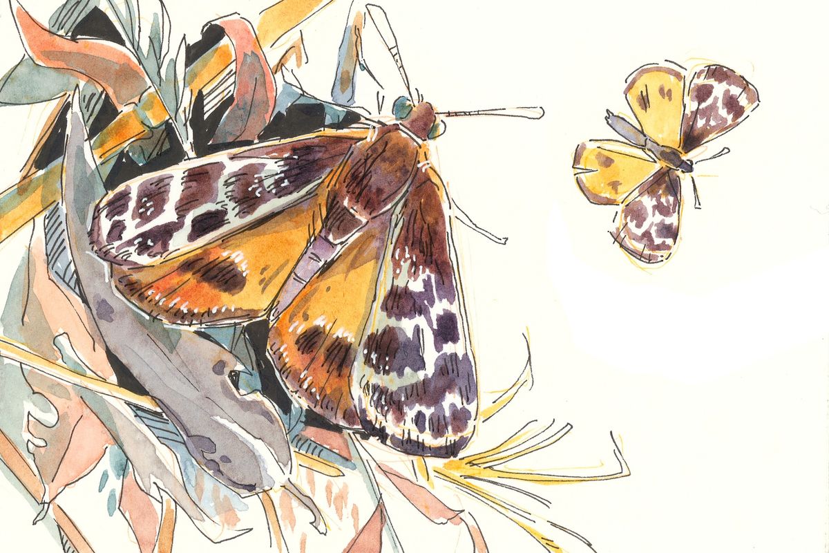 Moths and Butterflies in Pen and Ink with Jessica Riese