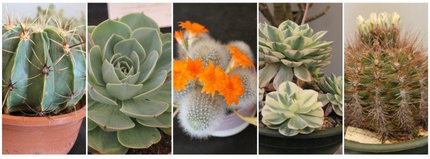 The Caley Cacti & Succulent Show