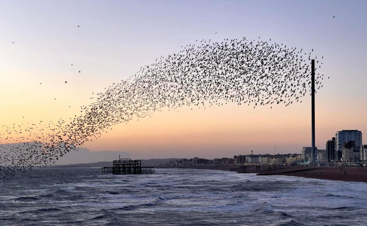 Brighton and Starlings murmurations photography walk