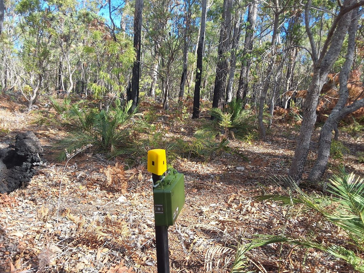 October Meeting : Insect choruses of the south-west forest region of Western Australia.