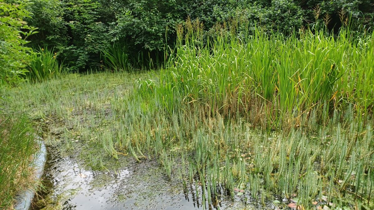 Pond Dipping Belleisle