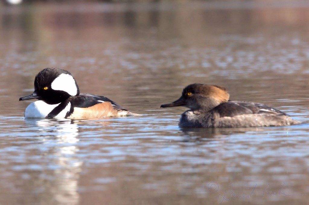 Hike to the Bird Blind