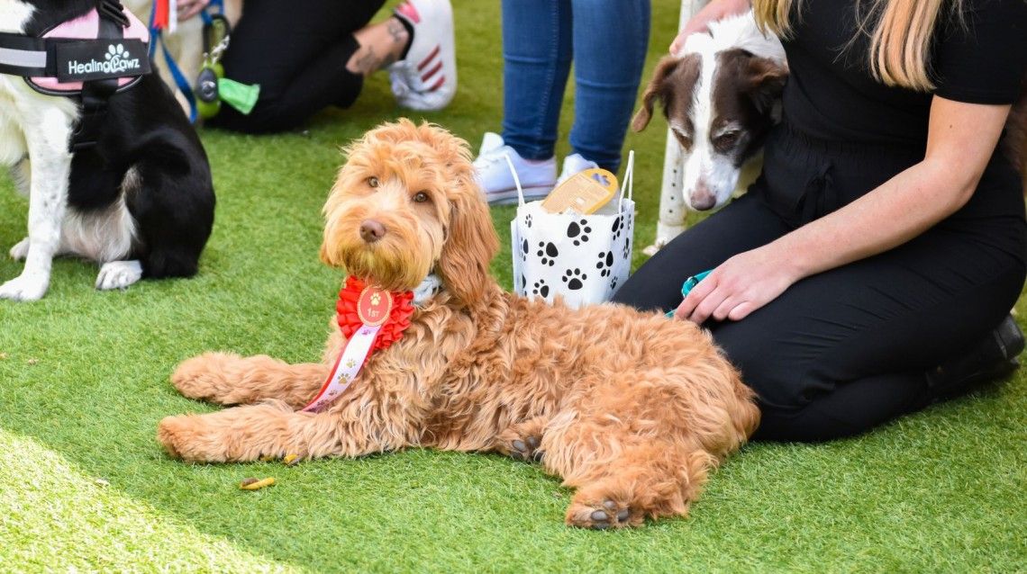 Marshall's Yard 'Barket' Dog Market 17th May