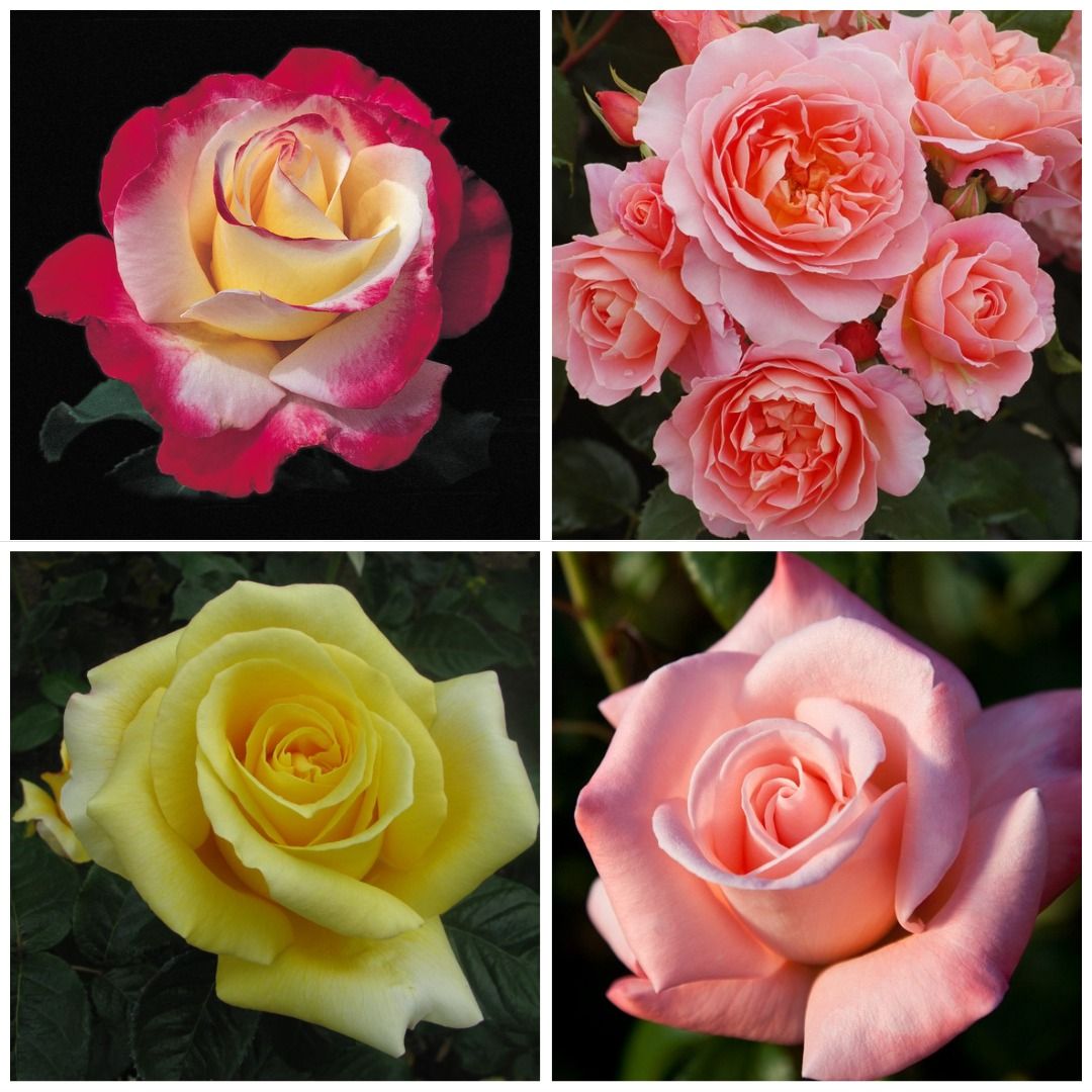 FREE Rose Pruning & Care DEMONSTRATION