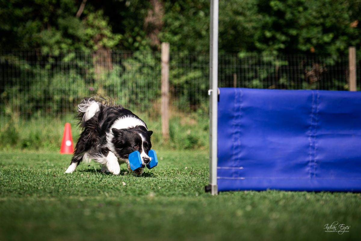 Obedience- Seminarwochenende- AUSGEBUCHT 