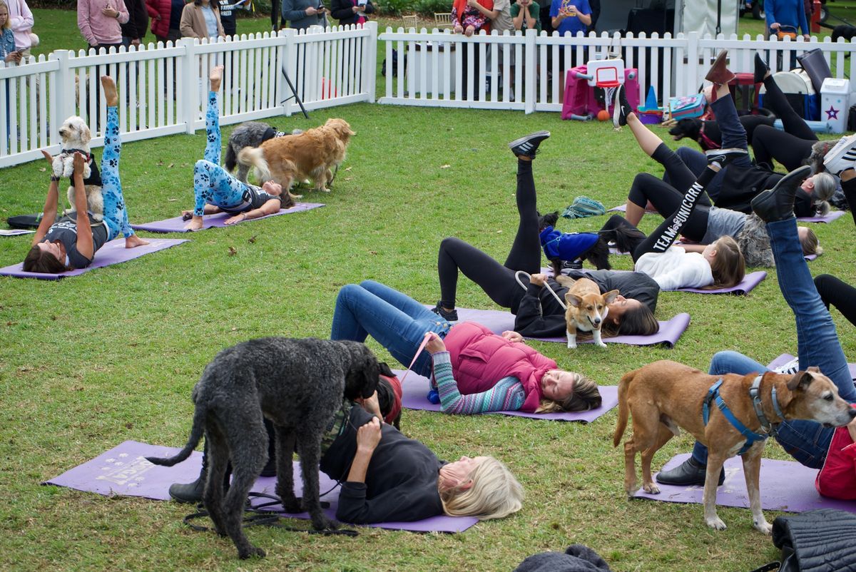 Free Doga session with your Dog Sunday 20th October, 2024 with The Rancan Sisters in Mosman