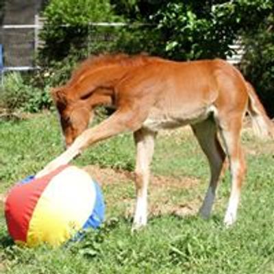 Justine Harrison - Equine Behaviourist