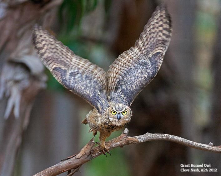 Birds in Food Chains