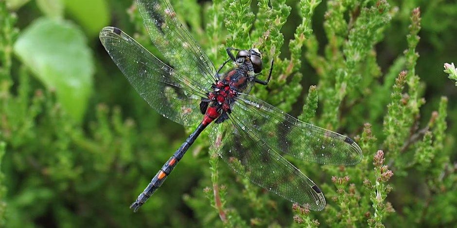 White-faced Darters at Chartley Moss Afternoon Meeting