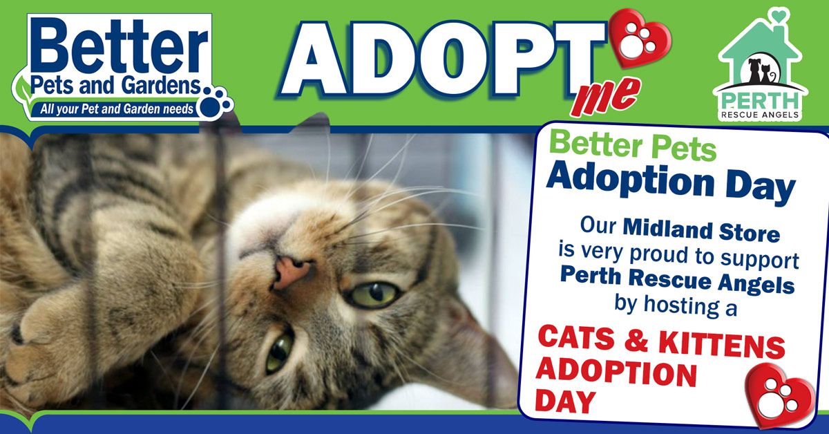 Cat & Kitten Adoption Day - Midland