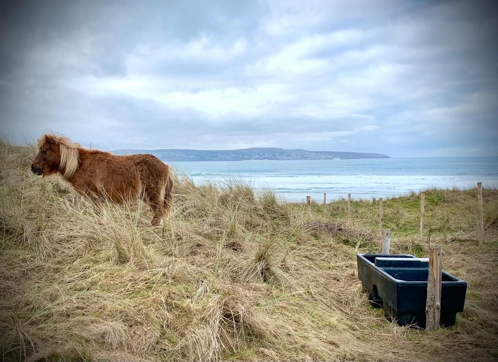 Walk Talk Kernow - Godrevy Caf\u00e9 to Gwithian walk (via nature reserve or beach)