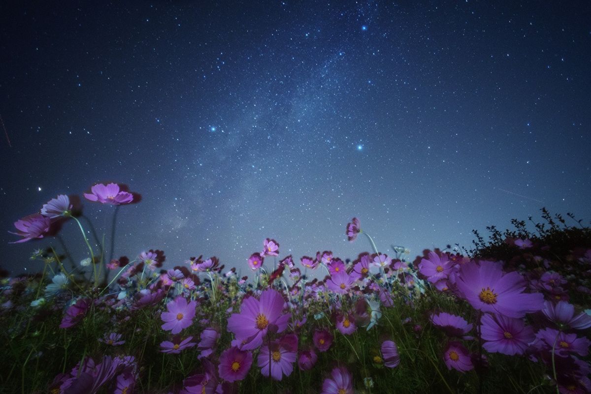 Stargazing in the Garden