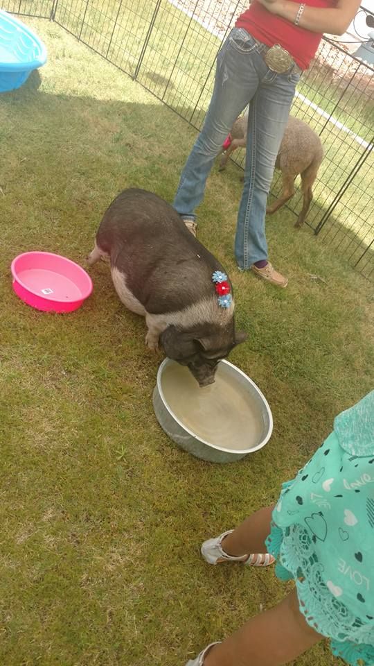 Petting Zoo at Las Cruces Outdoor Expo! 